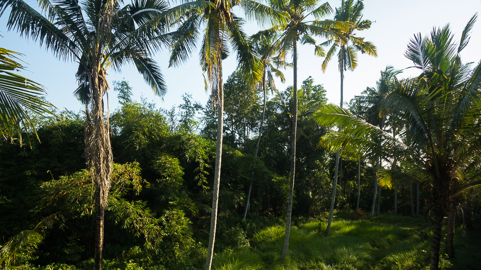 Beautiful 5 Star Holiday Villa in a Prime Location in Ubud, Book Early to Secure Your Dates, Villa Bali 2036
