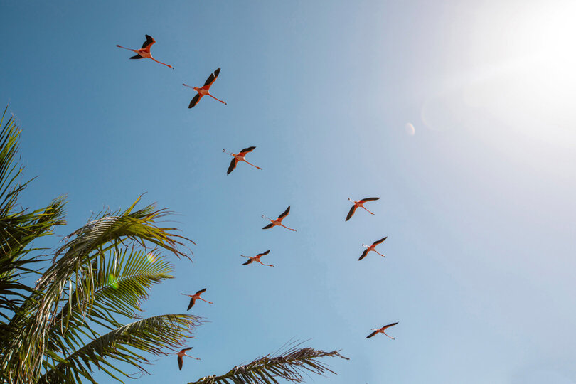 Book Necker Island, Your Own Private Paradise: Exclusive Access to Necker Island