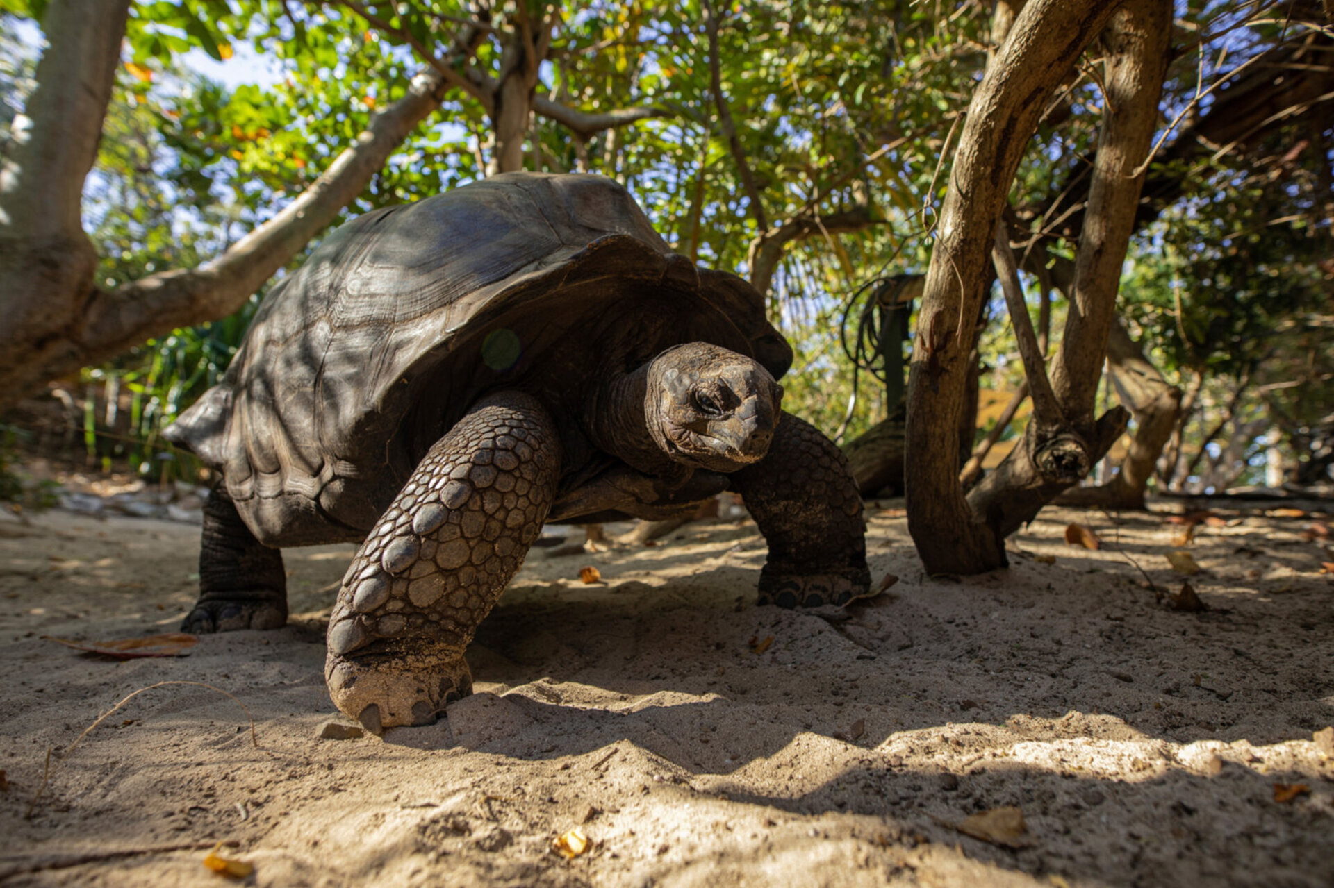 Book Necker Island, Your Own Private Paradise: Exclusive Access to Necker Island
