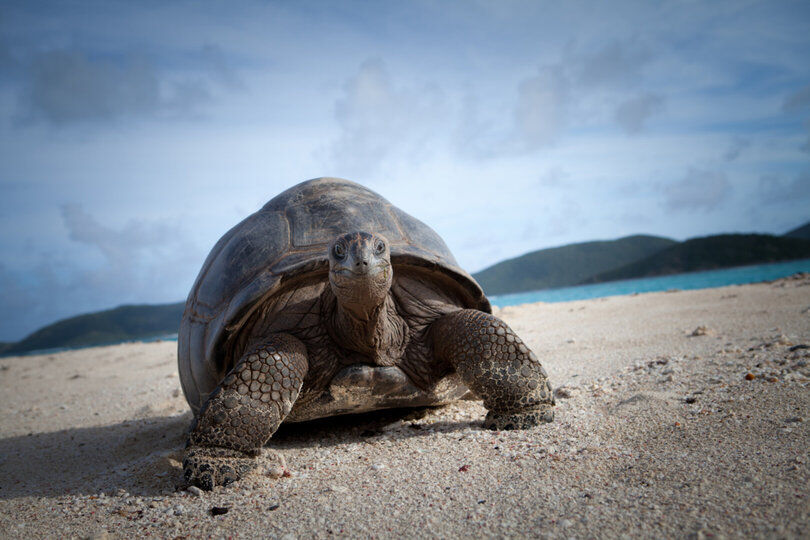 Book Necker Island, Your Own Private Paradise: Exclusive Access to Necker Island