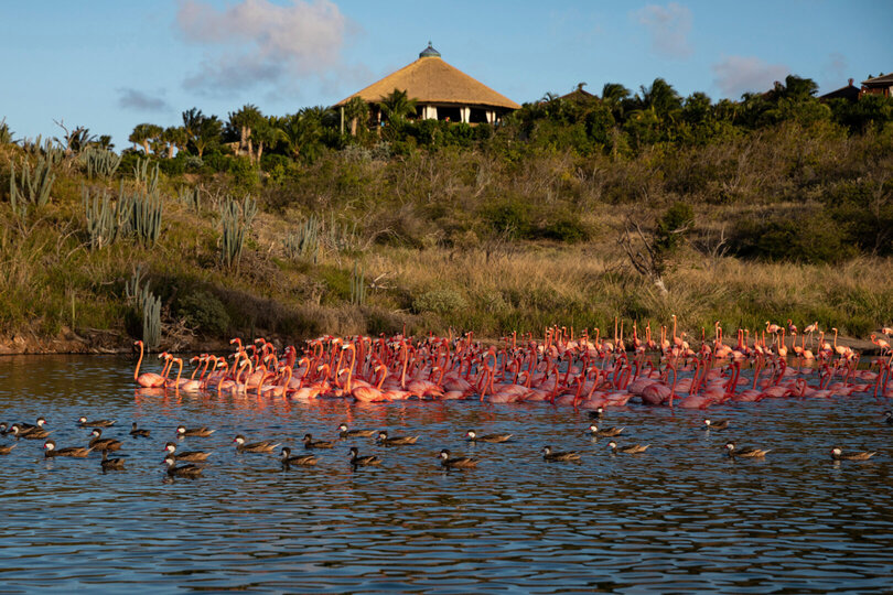 Book Necker Island, Your Own Private Paradise: Exclusive Access to Necker Island