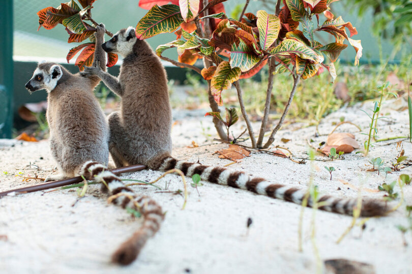 A Hidden Paradise in the Virgin Islands – 1001