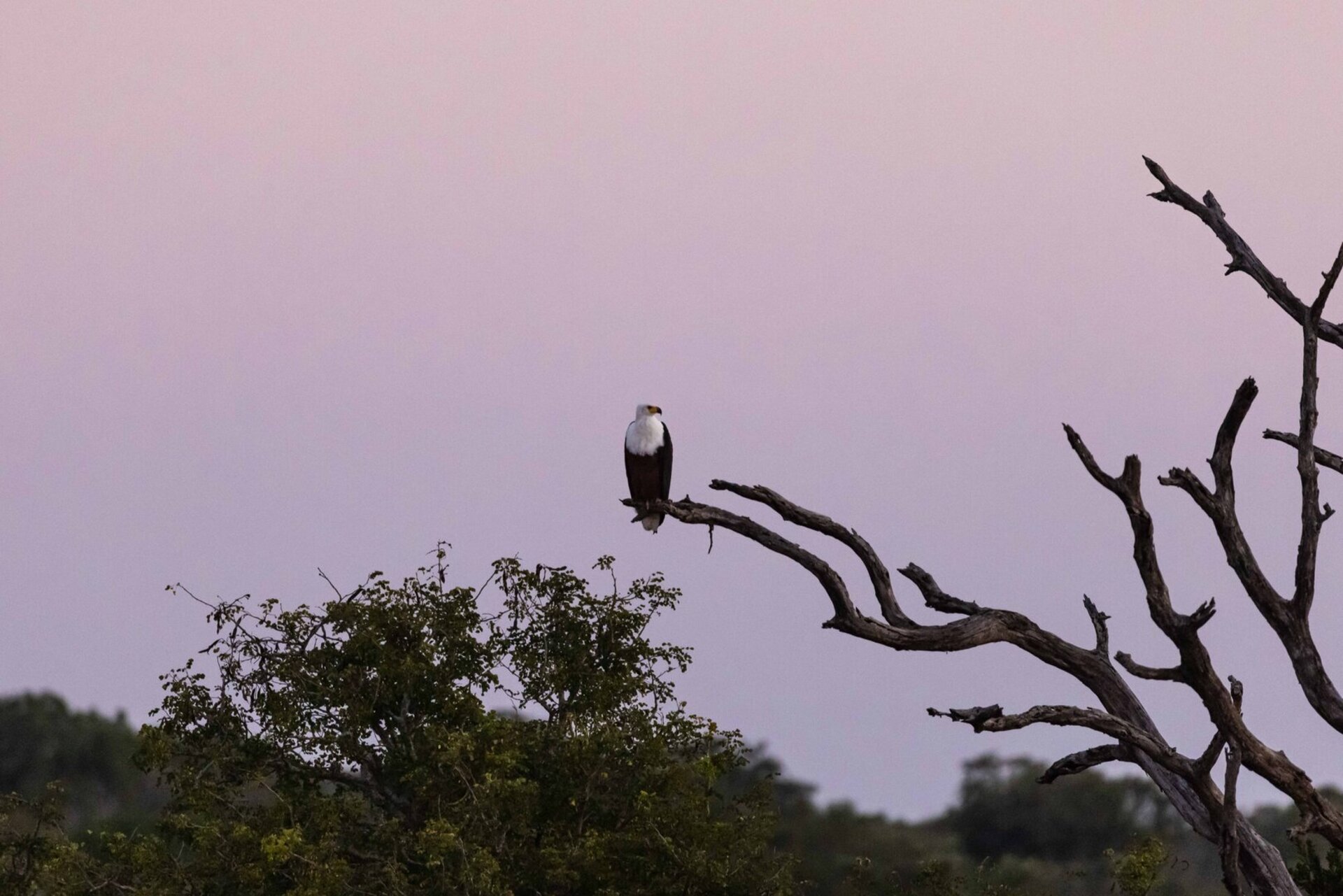 Ulusaba_Cliff 1030