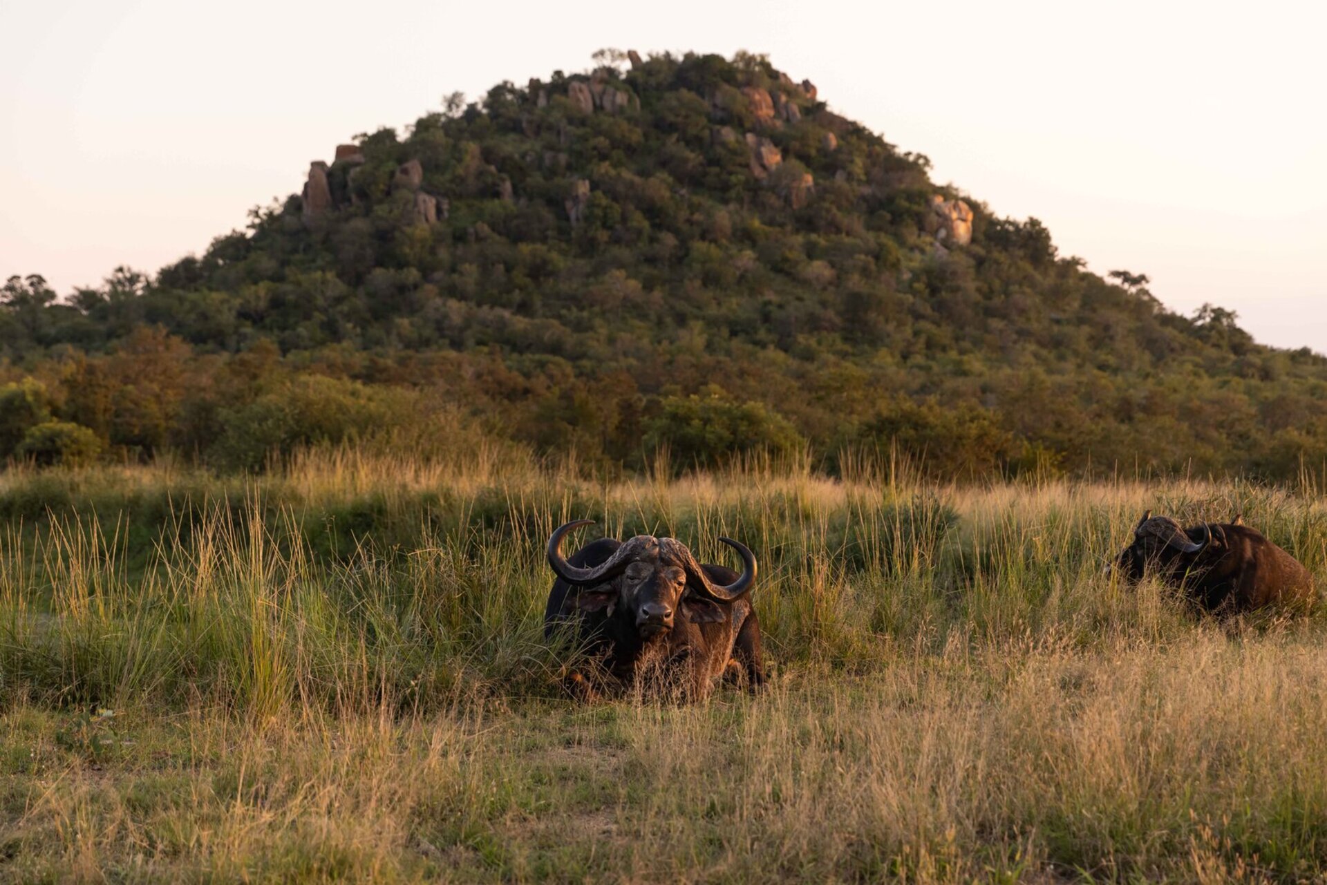 Ulusaba_Cliff 1030