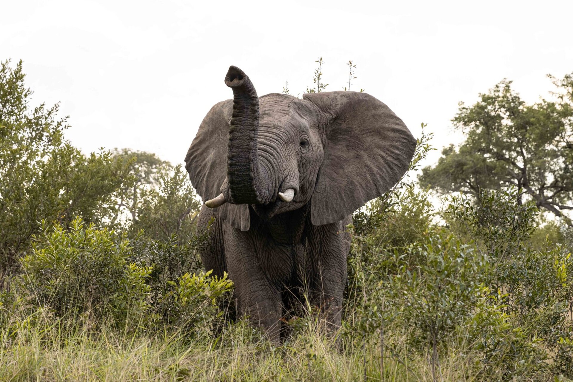 Ulusaba_Cliff 1030