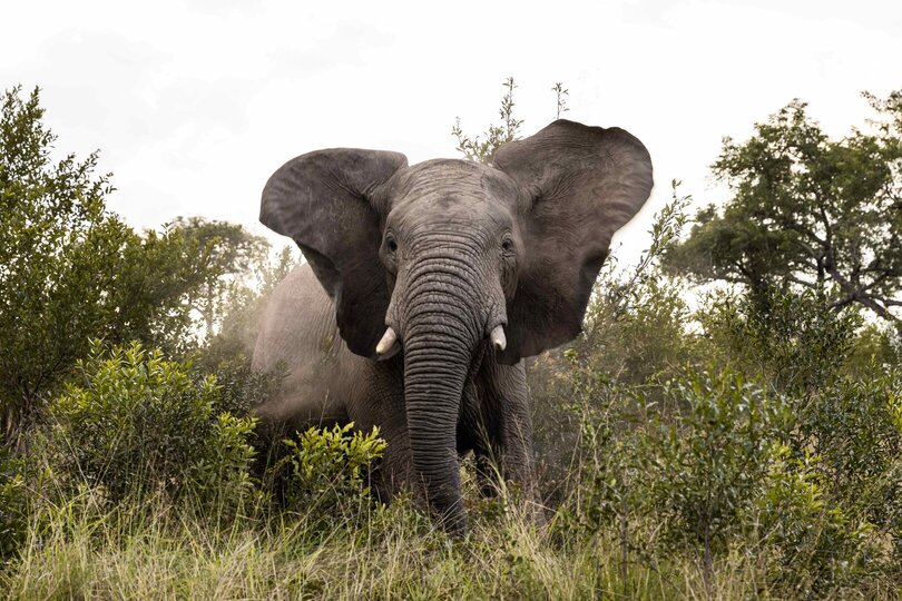 Ulusaba_Cliff 1030