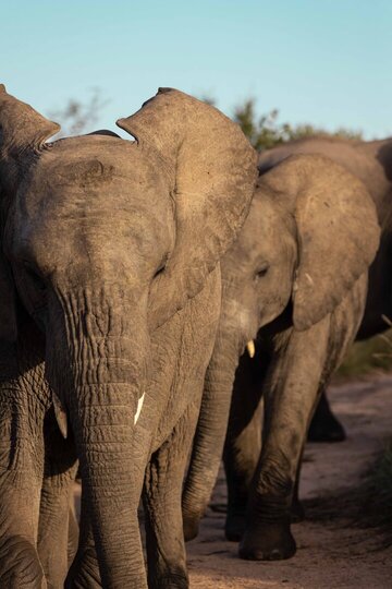 Ulusaba_Cliff 1030