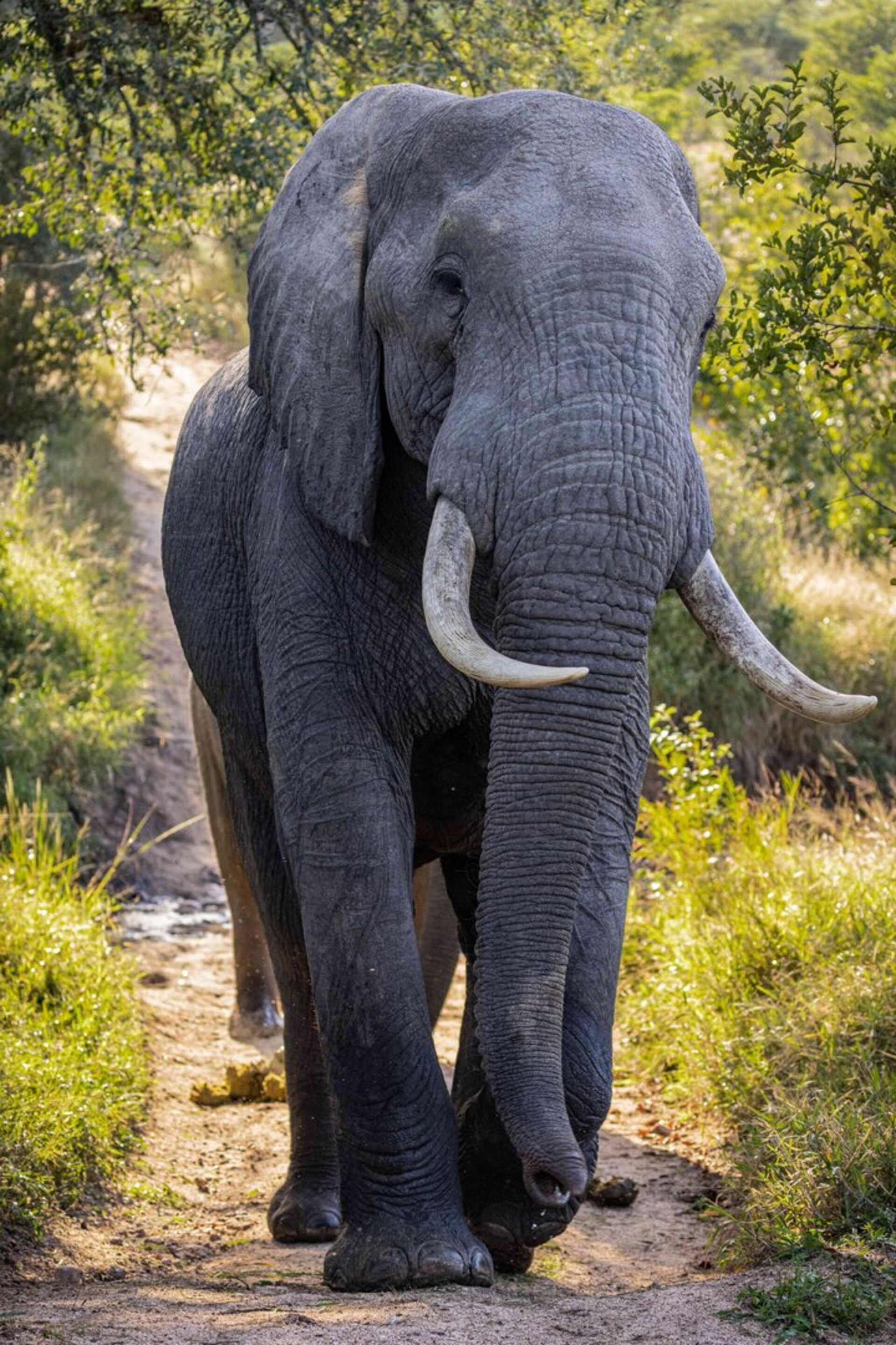 Ulusaba_Cliff 1030