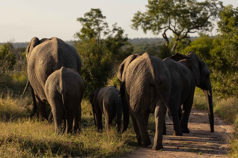Ulusaba_Cliff 1030