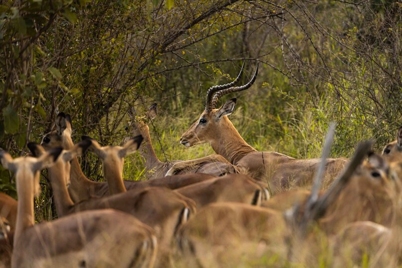 Ulusaba_Cliff 1030