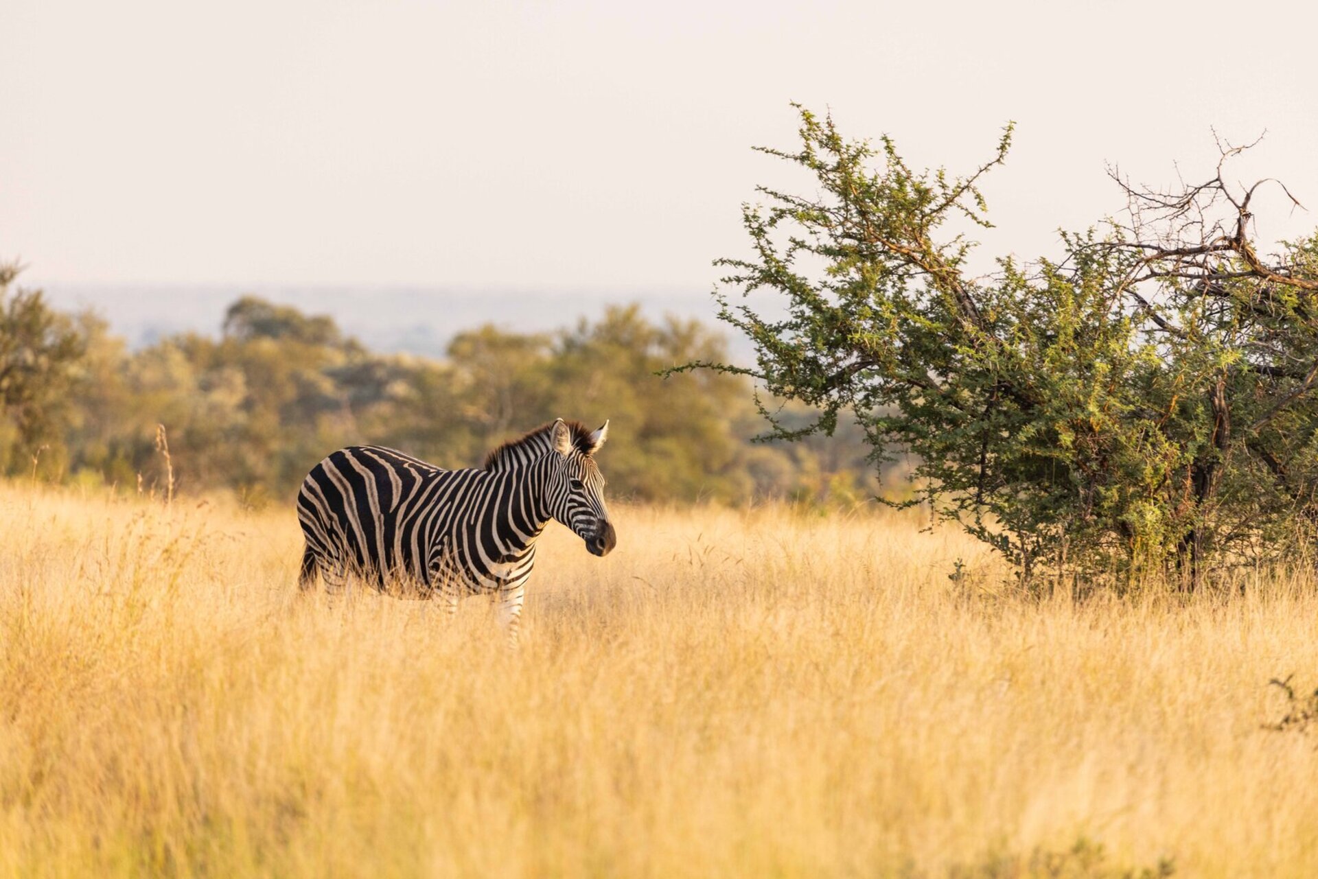 Private Safari Escape 1054