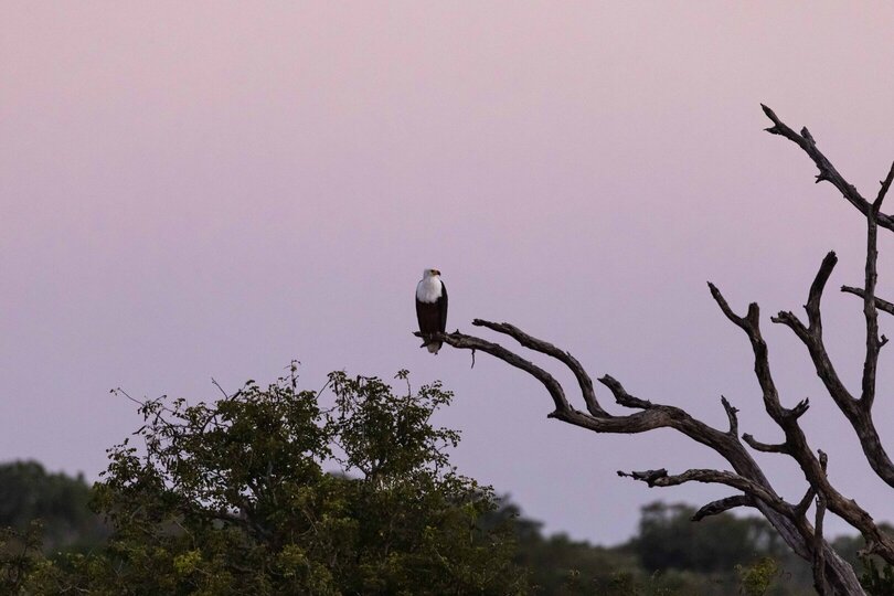 Private Safari Escape 1054