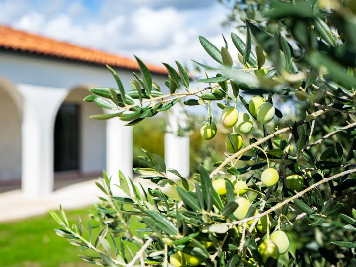 Tranquil Oasis: 3 Bedroom Villa 1262