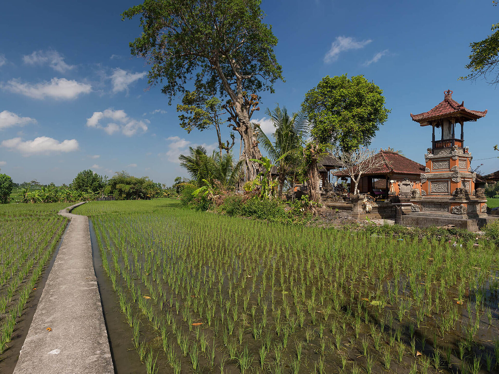 Seseh Beach Villas - A path through the ricefields